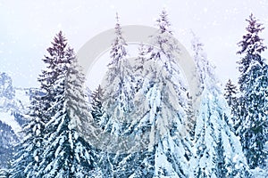 Beautiful winter landscape, snow-covered fluffy fir trees, snowfall in the mountains, panorama of mountain peaks, the Swiss Alps