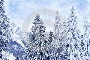 beautiful winter landscape, snow-covered fluffy fir trees, snowfall in the mountains, panorama of mountain peaks, the Swiss Alps