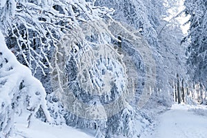 Beautiful winter landscape, snow-covered green branches of fir trees, heavy snowfall, walks in white forest, Capturing severe