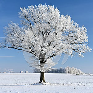 Beautiful winter landscape with snow covered oak tree