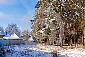 Beautiful winter landscape with snow covered pine trees and roofs of country houses at forest edge on sunny frosty day. Winter