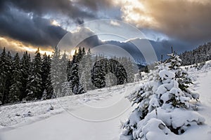 Beautiful winter landscape. Snow-covered spruce trees in the mountains and a dramatic sky