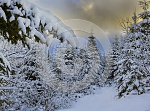 Beautiful winter landscape. Snow-covered spruce trees in the mountains and a dramatic sky