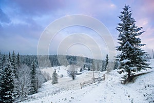 Hermoso con nieve cubierto árboles 