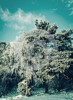 Beautiful winter landscape with snow covered trees