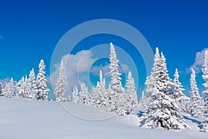 Beautiful winter landscape with snow covered trees and blue sky