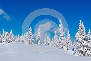 Beautiful winter landscape with snow covered trees and blue sky