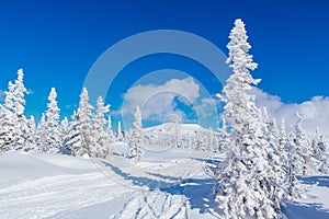 Beautiful winter landscape with snow covered trees and blue sky