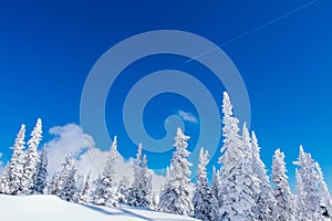 Beautiful winter landscape with snow covered trees and blue sky