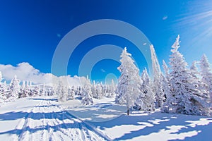 Beautiful winter landscape with snow covered trees and blue sky