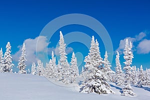 Beautiful winter landscape with snow covered trees and blue sky