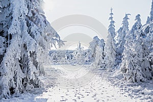 Beautiful winter landscape with snow covered trees. Christmas background