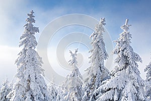Beautiful winter landscape with snow covered trees. Christmas background