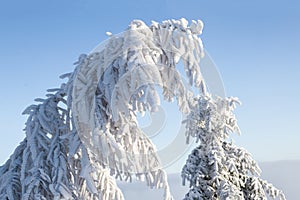 Beautiful winter landscape with snow covered trees. Christmas background