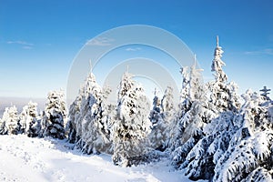 Beautiful winter landscape with snow covered trees. Christmas background