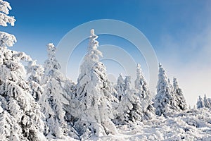 Beautiful winter landscape with snow covered trees. Christmas background