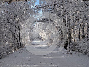 Beautiful winter landscape with snow-covered trees. Forest winter day