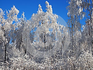 Beautiful winter landscape with snow-covered trees. Forest winter day