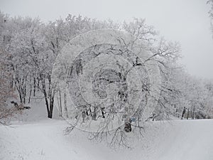 Beautiful winter landscape with snow-covered trees. Forest winter day