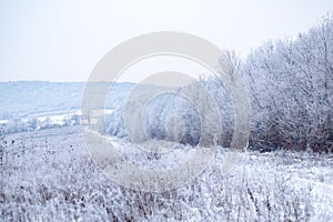 Beautiful winter landscape with snow covered trees. New Year background with white spruce branches. Christmas holiday
