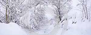Beautiful winter landscape with snow-covered trees after snowfall