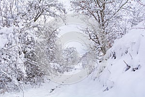 Beautiful winter landscape with snow-covered trees after snowfall