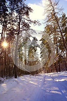 Beautiful winter landscape with snow covered trees in a sunny day.Frosty trees in snowy forest.