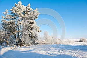 Beautiful winter landscape with snow covered trees - sunny winter day