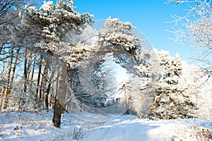 Beautiful winter landscape with snow covered trees - sunny winter day