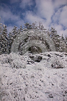 Beautiful winter landscape with snow-covered trees. Winter snow forest with blue sky on background. Fabulous winter