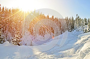 Beautiful winter landscape with snow covered treesWinter snow forest landscape. Winter snowy forest. Winter snow forest background