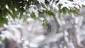 Beautiful winter landscape with snow falling fir trees and pine cones in a beautiful forest