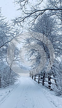 Beautiful winter landscape with snow o trees