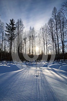 Beautiful winter landscape with snow, pines, birches and sun