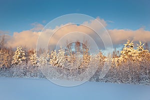 Beautiful winter landscape snow tree