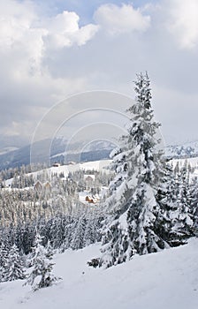 Beautiful winter landscape with snow and trees