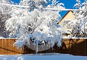 Beautiful winter landscape after a snowfall