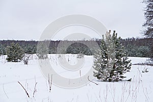 Beautiful winter landscape in a snowy forest. Beautiful Christmas trees in a snowdrift and snowflakes. Stock photo for new year