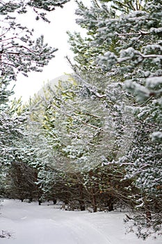 Beautiful winter landscape in snowy forest. Beautiful Christmas trees in a snowdrift and snowflakes. Stock photo for new year