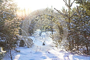 Beautiful winter landscape in snowy forest. Beautiful Christmas trees in a snowdrift and snowflakes. Stock photo for new year