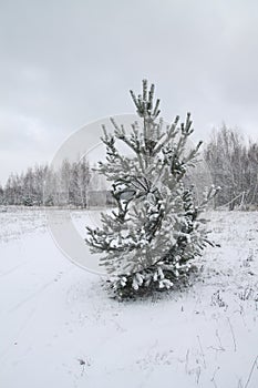 Beautiful winter landscape in snowy forest. Beautiful Christmas trees in a snowdrift and snowflakes. Stock photo for new year