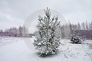 Beautiful winter landscape in snowy forest. Beautiful Christmas trees in a snowdrift and snowflakes. Stock photo for new year