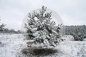 Beautiful winter landscape in snowy forest. Beautiful Christmas trees in a snowdrift and snowflakes. Stock photo for new year