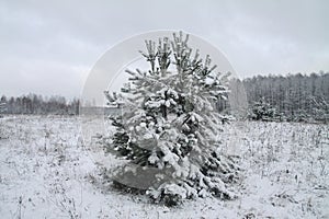 Beautiful winter landscape in snowy forest. Beautiful Christmas trees in a snowdrift and snowflakes. Stock photo for new year