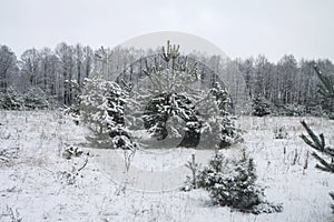 Beautiful winter landscape in snowy forest. Beautiful Christmas trees in a snowdrift and snowflakes. Stock photo for new year