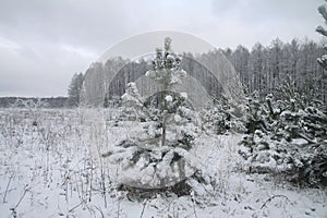 Beautiful winter landscape in snowy forest. Beautiful Christmas trees in a snowdrift and snowflakes. Stock photo for new year