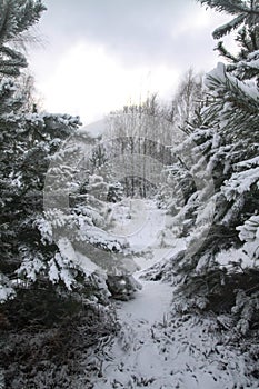 Beautiful winter landscape in a snowy forest. Beautiful Christmas trees in a snowdrift and snowflakes. Stock photo for new year