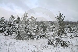 Beautiful winter landscape in snowy forest. Beautiful Christmas trees in a snowdrift and snowflakes. Stock photo for new year