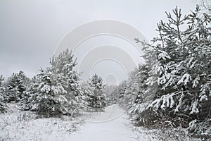 Beautiful winter landscape in snowy forest. Beautiful Christmas trees in a snowdrift and snowflakes. Stock photo for new year