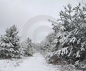 Beautiful winter landscape in snowy forest. Beautiful Christmas trees in a snowdrift and snowflakes. Stock photo for new year